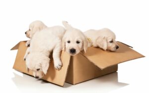 Tips for Moving Pets, South Bruce Peninsula Real Estate
